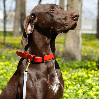 Viper Biothane Working Dog Lead, 4 Feet Long