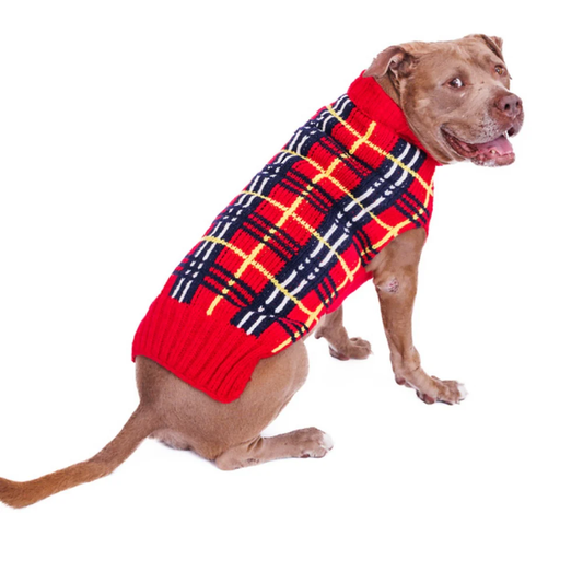 Brown dog wearing a red, black, and yellow plaid sweater