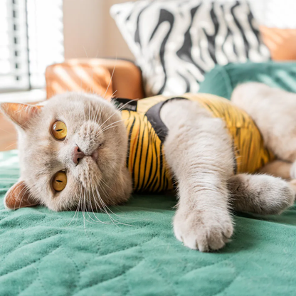 Recovery Suit Cat