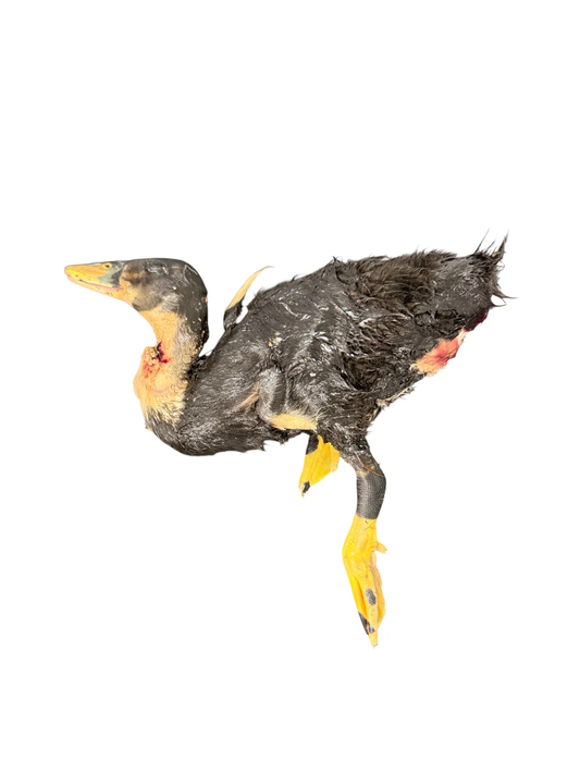 Frozen Whole Prey Duckling