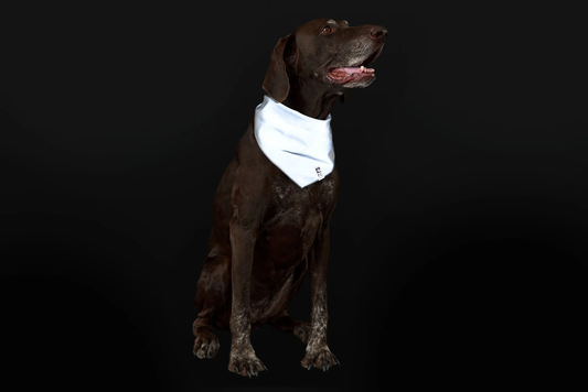 Brown dog wearing an RC Pet Products Halo Reflective Bandana