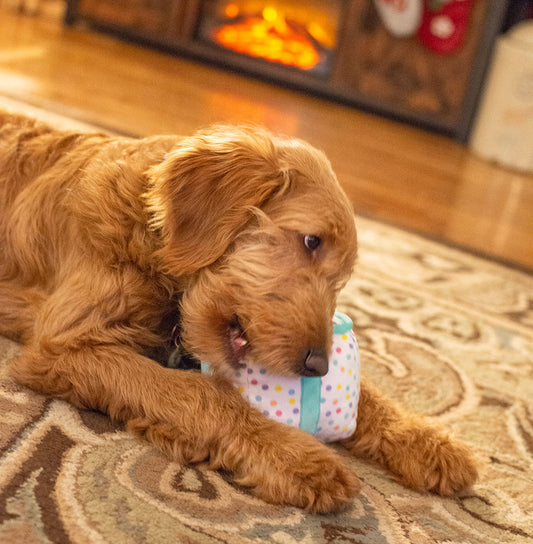 A golden doodle puppy lies on a patterned rug, chewing on a polka-dotted toy shaped like a present