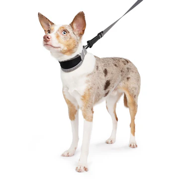 Gold Paw Series Featherweight Houndcollar- Fleece Lined on a dog