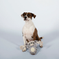 Brown and white dog sitting with a gray sloth toy with rope arms