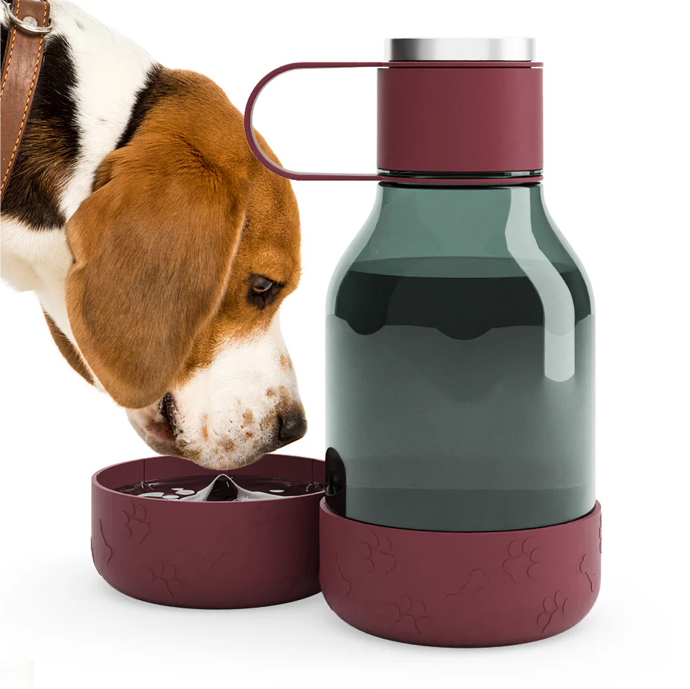 Beagle dog drinking water from a burgundy travel water bottle with a detachable bowl