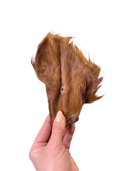 Hand holding a dried cow ear with reddish-brown fur