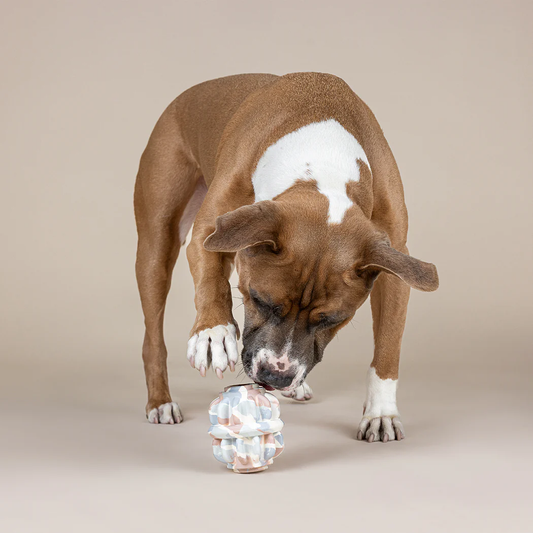 Brown and white dog playing with a Fringe Studio GEOMETRIC RUBBER DOG TOY