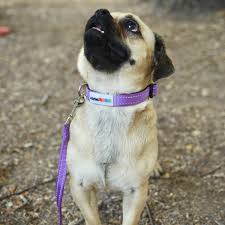 Giving Paws Martingale Dog Collar with Buckle on a pug