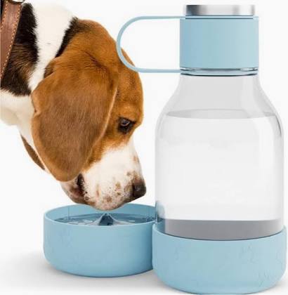 Beagle dog drinking from a light blue portable pet water bottle