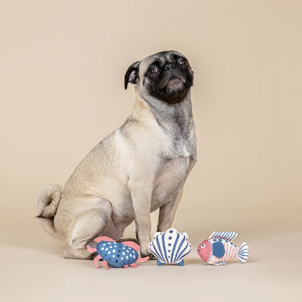 Pug dog sitting with three nautical themed dog toys
