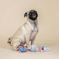 Pug dog sitting with three nautical themed dog toys