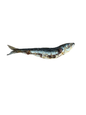 Dehydrated Sardines- 1 Pound (approx 18)