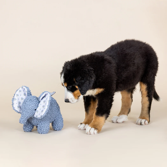 Bernese Mountain Dog puppy looking at Fringe Studio Ellie Mixed Material Patchwork Dog Toy