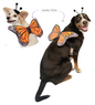 Butterfly Wing + Hat