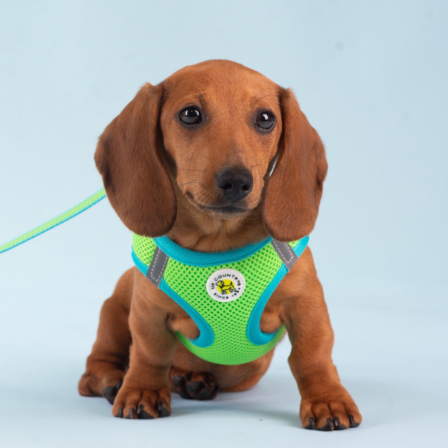 Lime and Aqua Small Dog Vest Harness