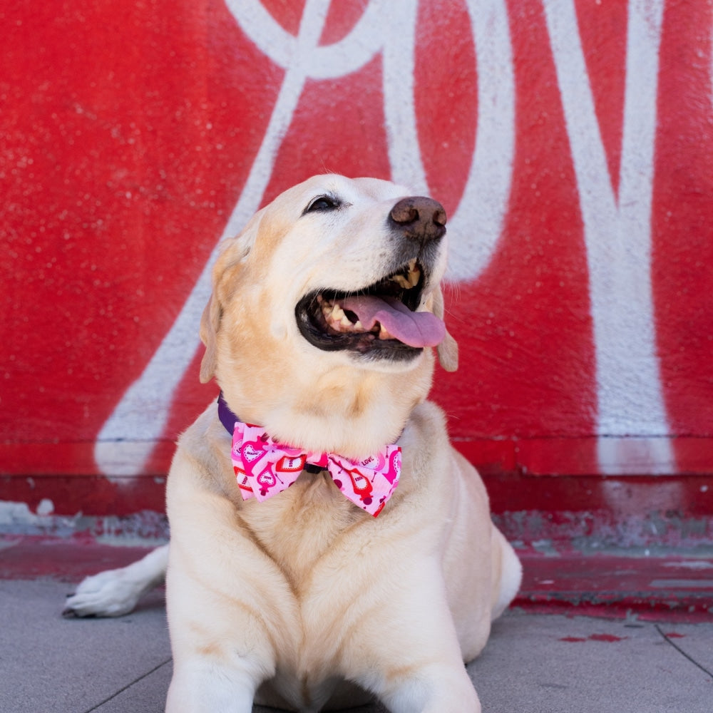 Love Pawtion #K9 Bow Tie - 30% Off