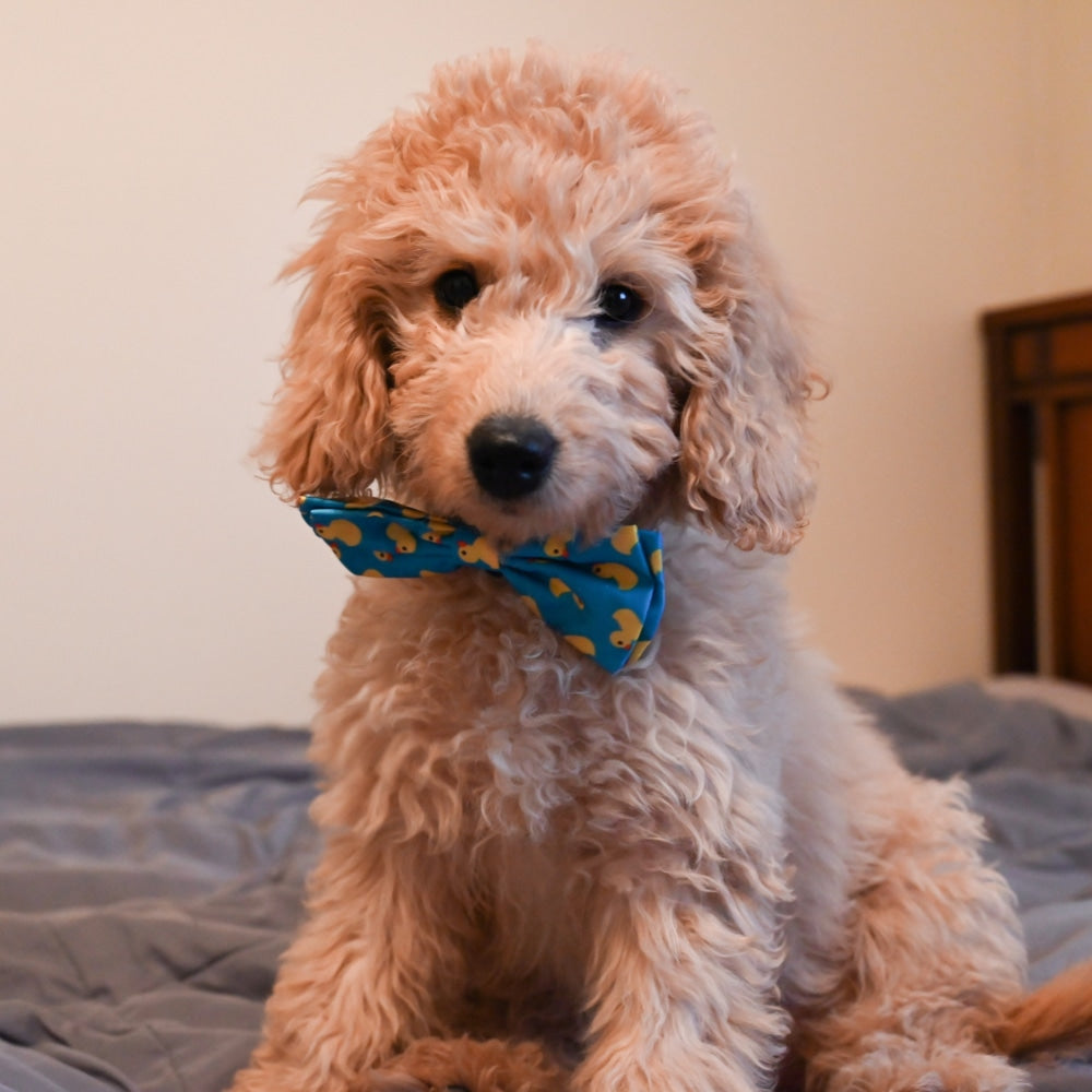 Lucky Ducky Bow Tie