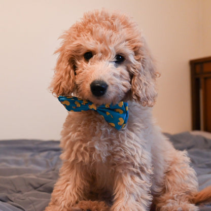 Lucky Ducky Bow Tie