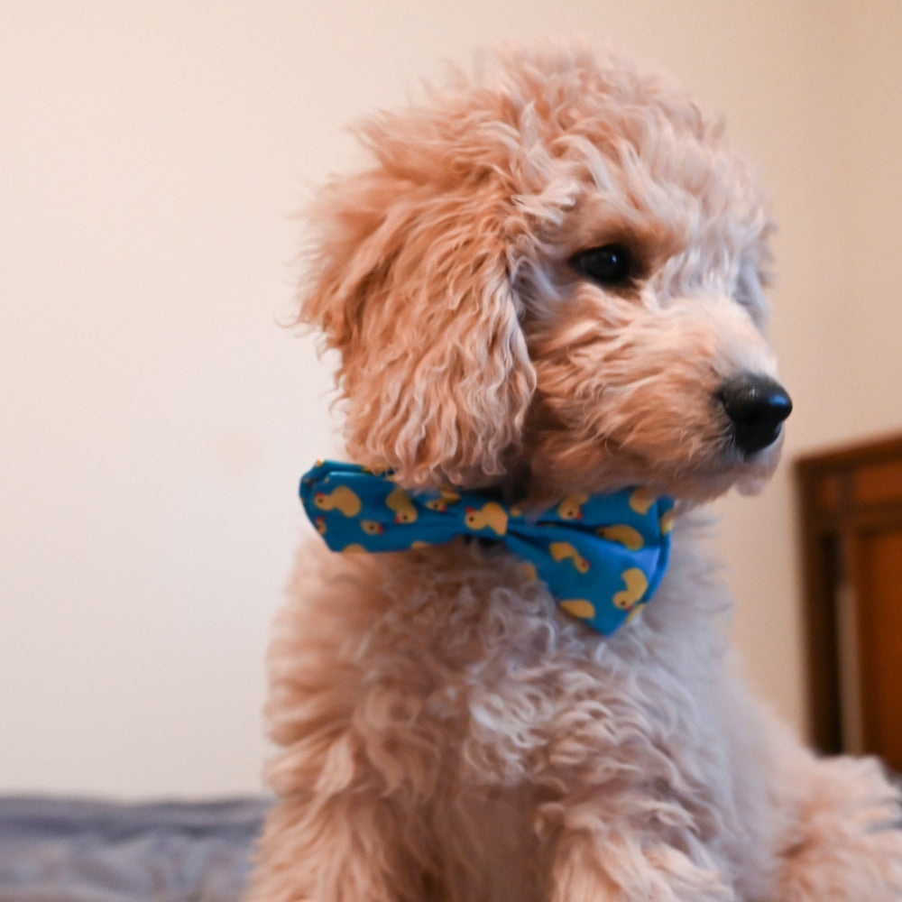Lucky Ducky Bow Tie