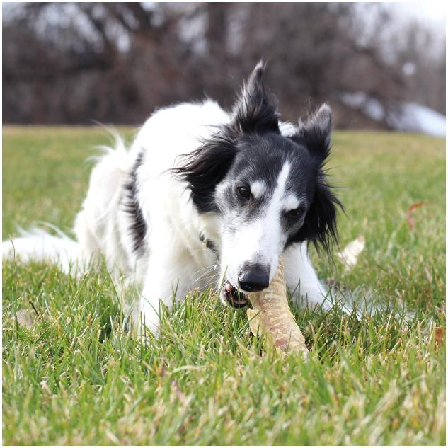 6" Beef Trachea (Bulk - Shrinkwrapped)- Pack of 25