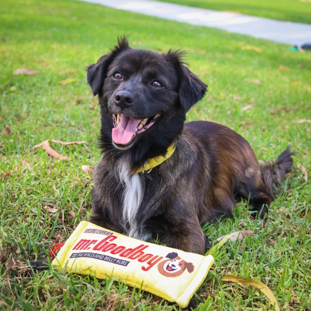 Mr. Goodboy Dog Toy (Stuffless)