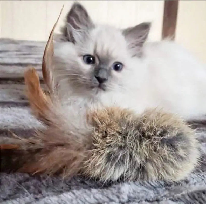 Birbit