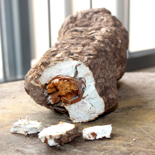 Poria Sclerotia Extract Powder- USDA Organic- 4oz