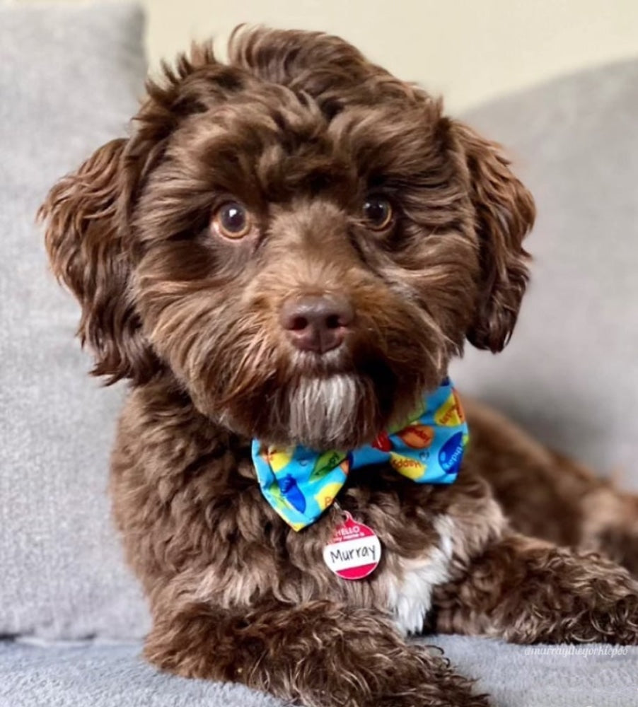 Party Time Bow Tie