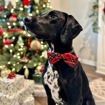 Royal Tartan Bow Tie - 30% Off