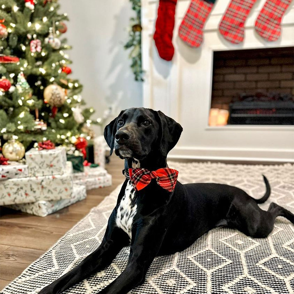 Royal Tartan Bow Tie - 30% Off