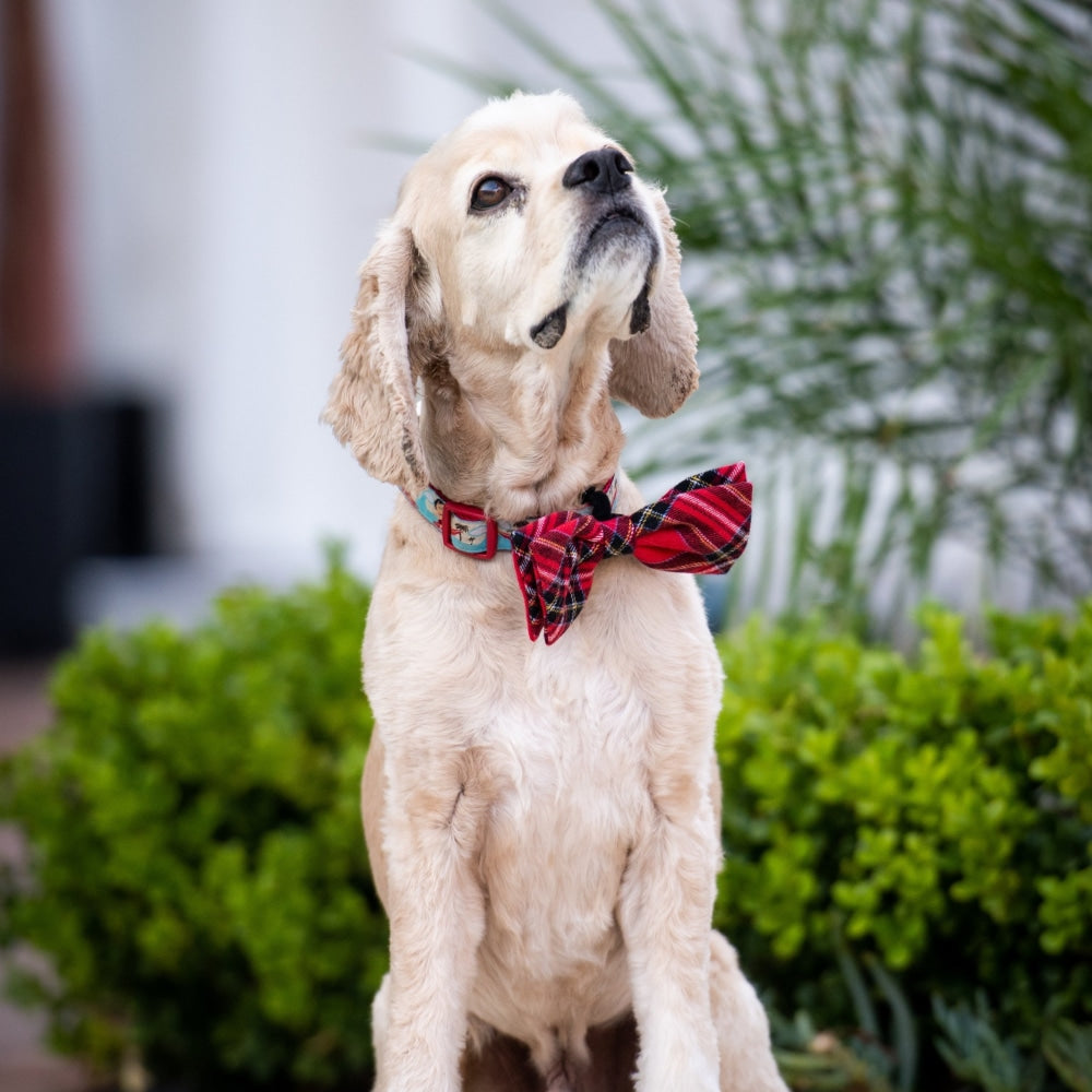 Royal Tartan Bow Tie - 30% Off