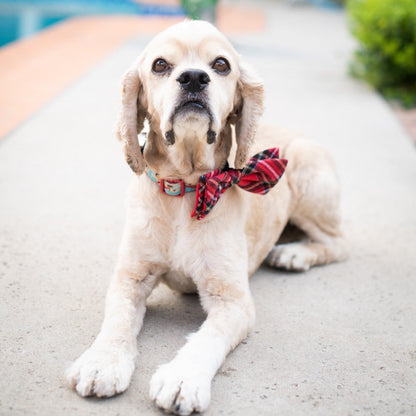 Royal Tartan Bow Tie - 30% Off