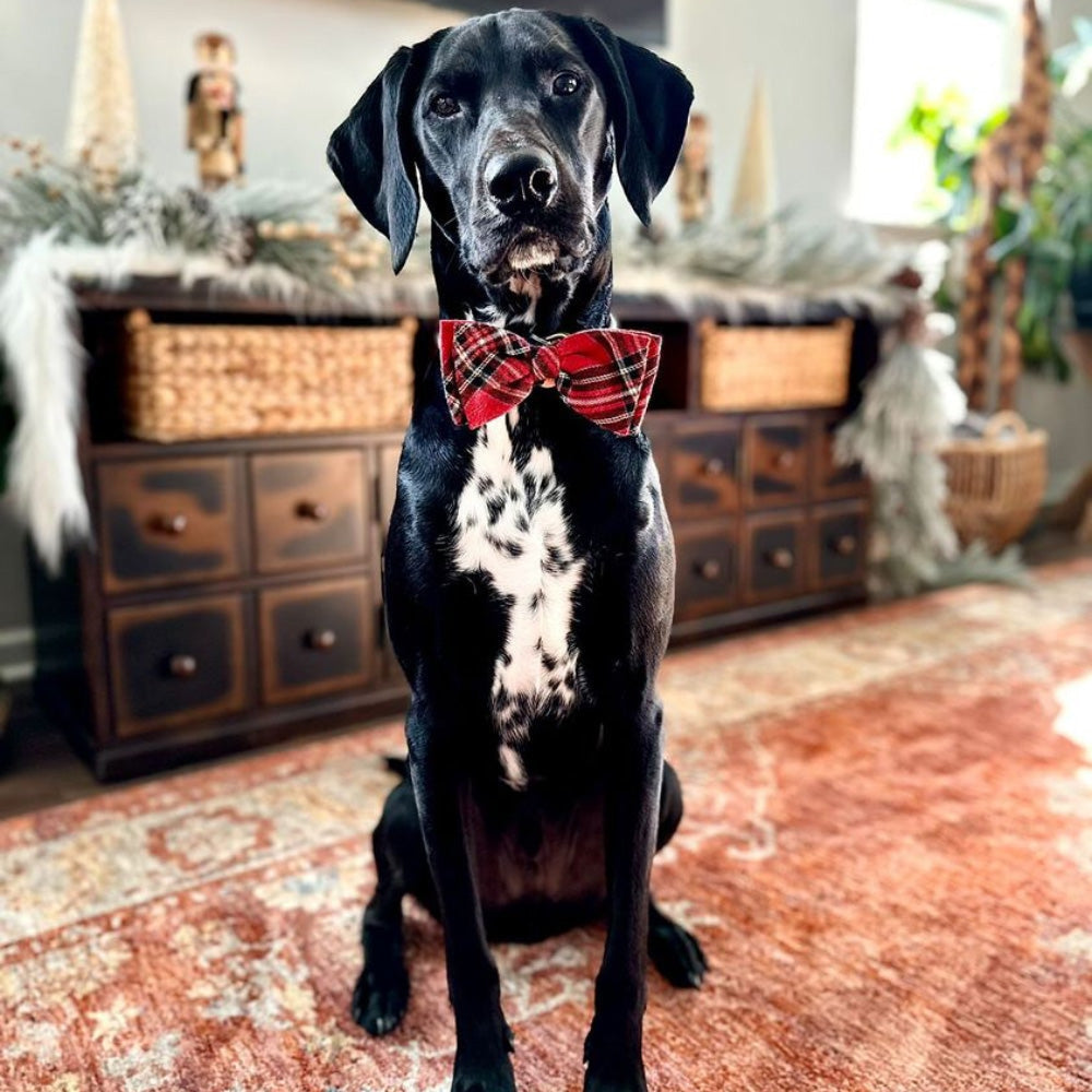 Royal Tartan Bow Tie - 30% Off