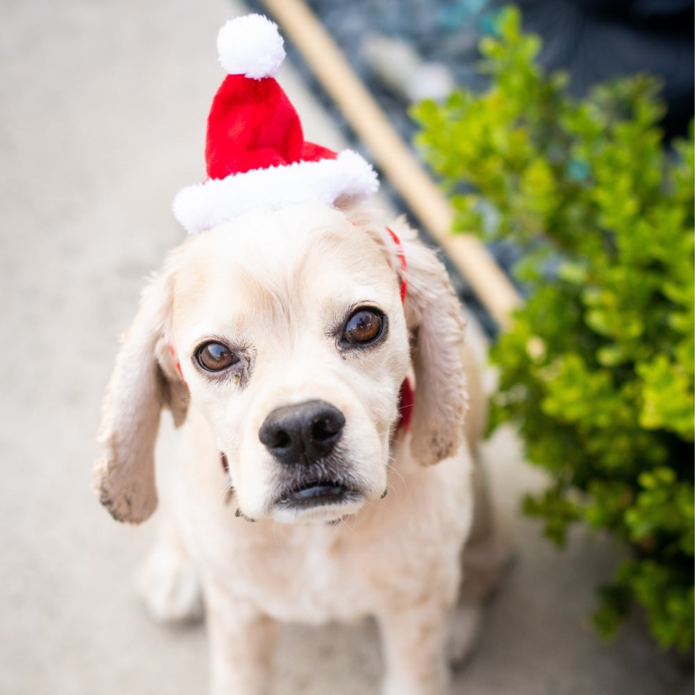 Santa Hat with SnugFit®