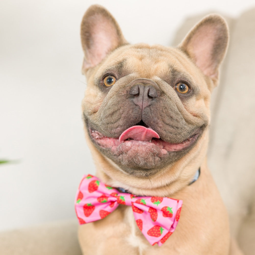 Strawberries Bow Tie