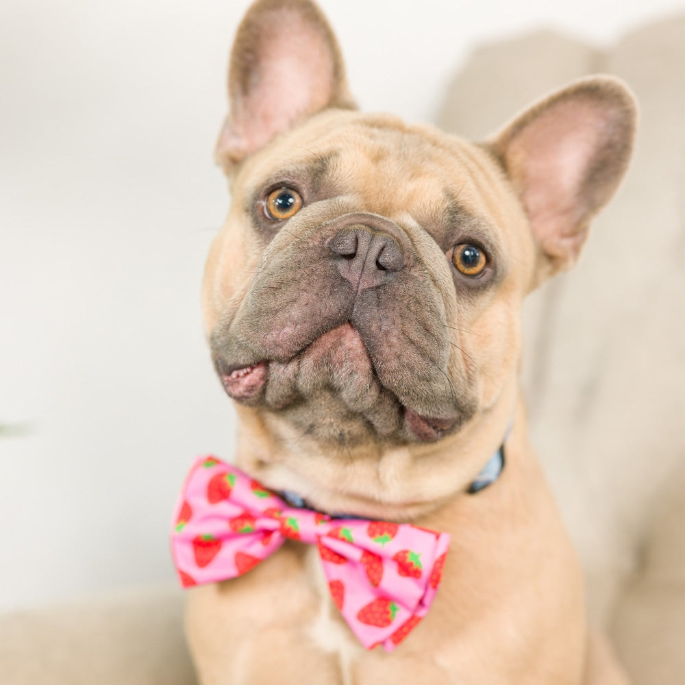 Strawberries Bow Tie