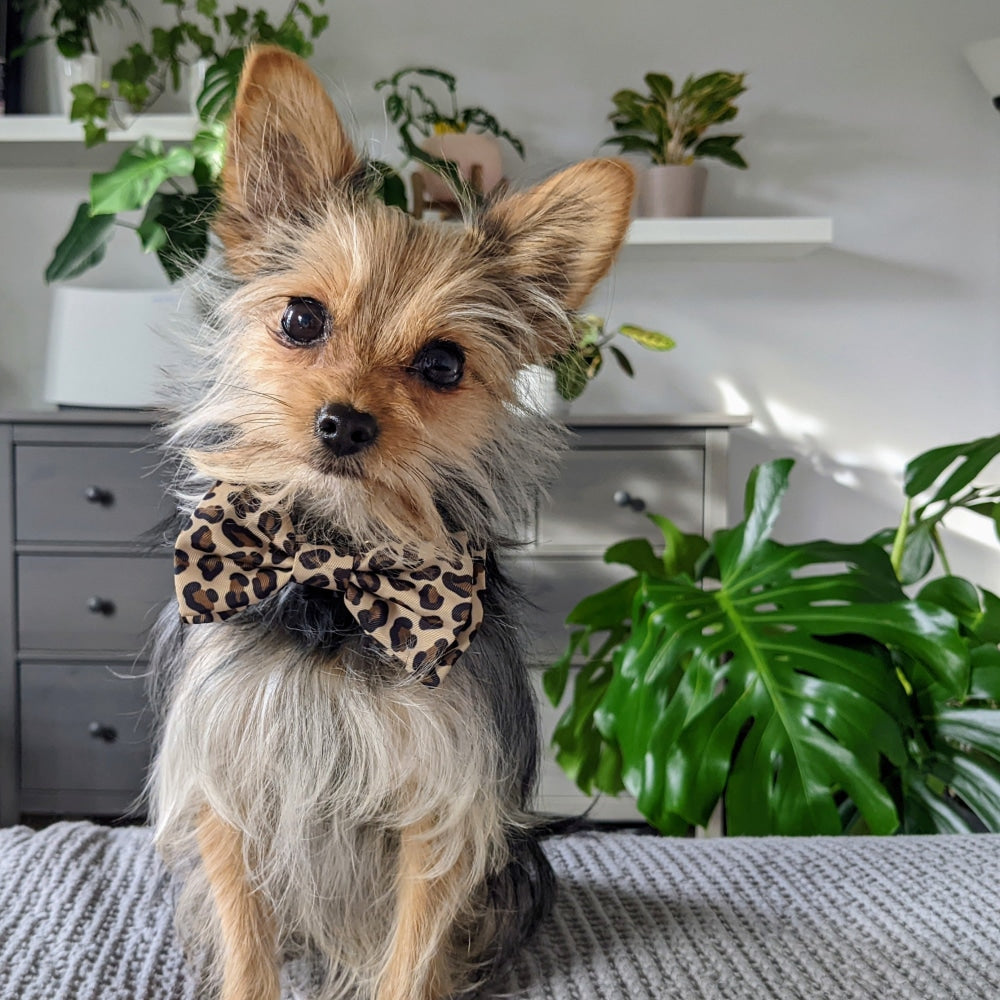 Tan Leopard Bow Tie - 30% Off