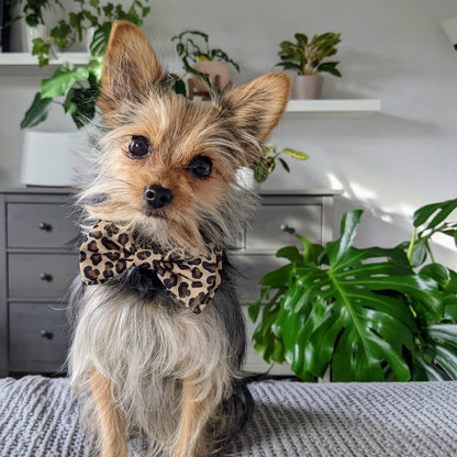 Tan Leopard Bow Tie - 30% Off