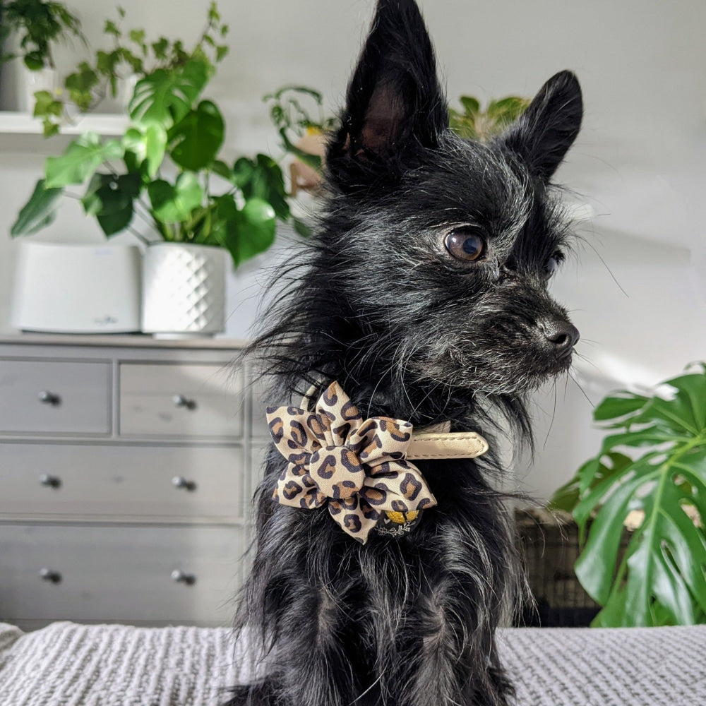 Tan Leopard Pinwheel - 30% Off