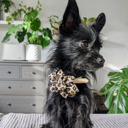 Tan Leopard Pinwheel - 30% Off