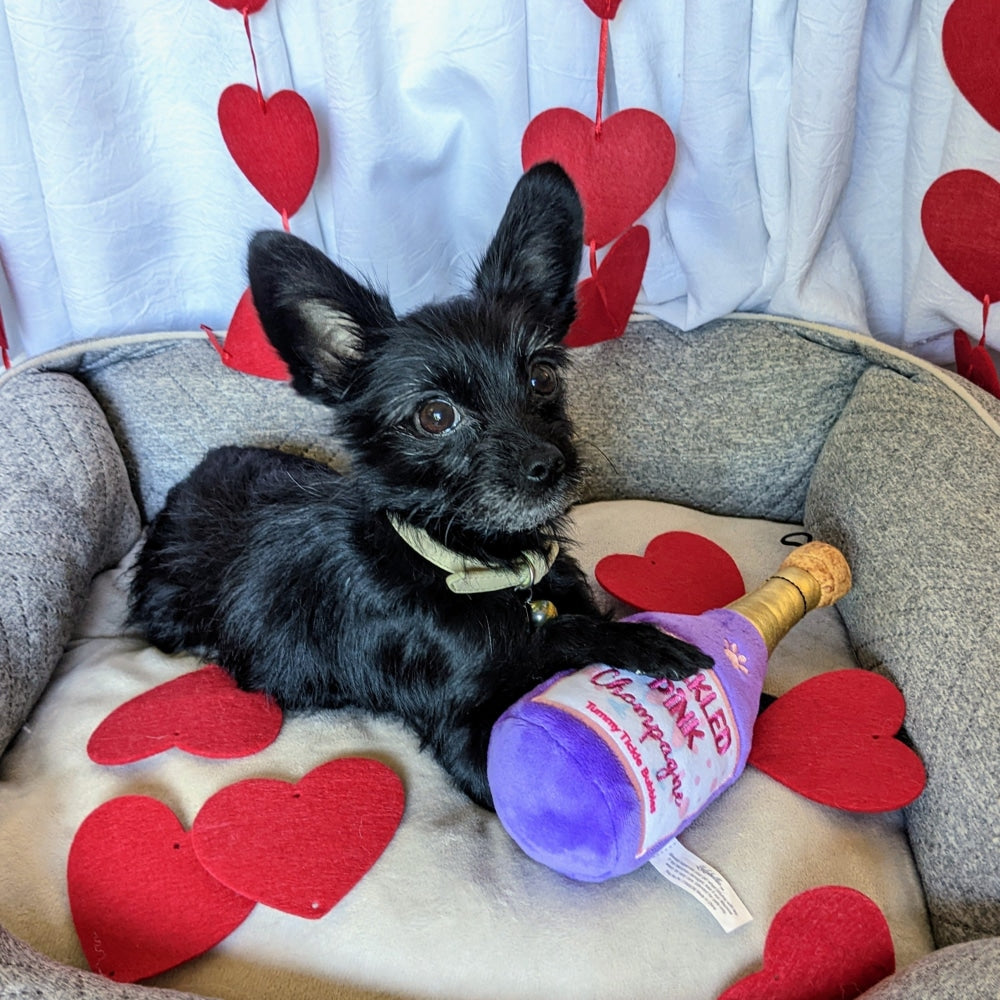 Tickled Pink Chompagne Dog Toy - 30% Off