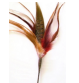 Wild Thing 18"