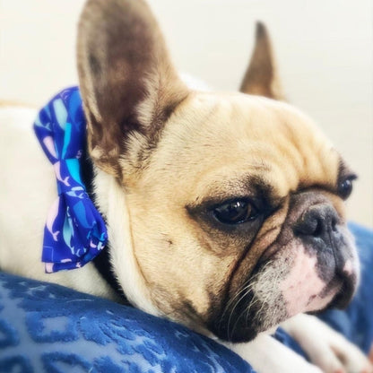 Whale Watch Bow Tie