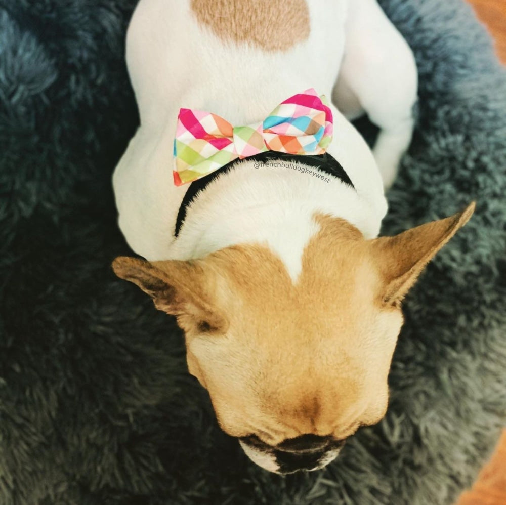 Yellow Orange Check Bow Tie